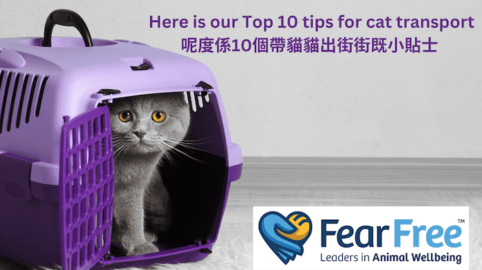 Top 10 Tips For Cat Transport